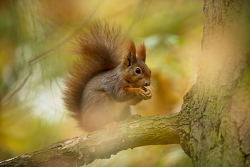 Squirrel. The squirrel was photographed in the Czech Republic. Squirrel is a medium-sized rodent. Inhabiting a wide territory ranging from Western Europe to Eastern Asia. Free nature. Beautiful pictur