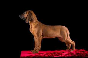Hanover hound studio
