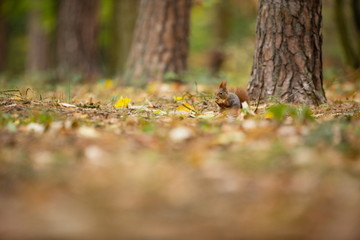 Squirrel. The squirrel was photographed in the Czech Republic. Squirrel is a medium-sized rodent. Inhabiting a wide territory ranging from Western Europe to Eastern Asia. Free nature. Beautiful pictur