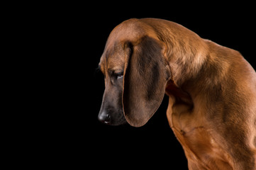 Hanover hound studio