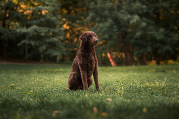 Curly-coated retriever