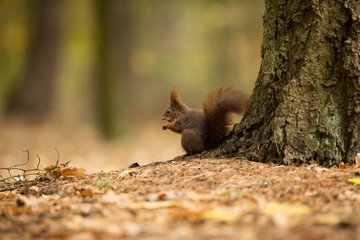 Squirrel. The squirrel was photographed in the Czech Republic. Squirrel is a medium-sized rodent. Inhabiting a wide territory ranging from Western Europe to Eastern Asia. Free nature. Beautiful pictur