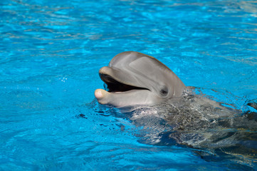 Bottlenose dolphin with head above water