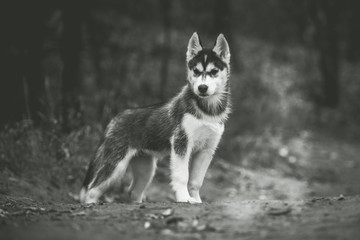 Obraz premium Husky puppy at the walk