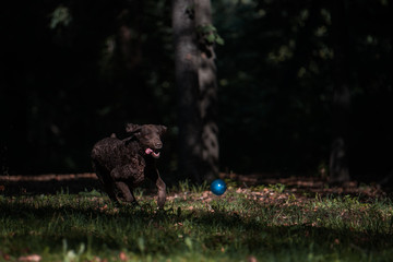 Curly-coated retriever