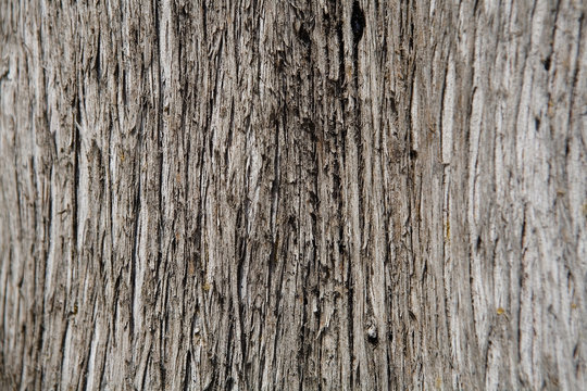 The wood texture is photographed close-up.