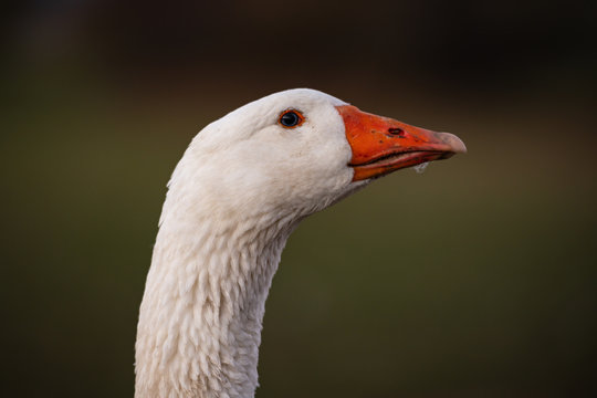 Beautiful white goose portrait on a meadow in front of green background. 