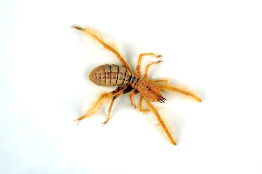 87 Beste Camel Spider Bilder Stock Fotos Vektorgrafiken Adobe Stock