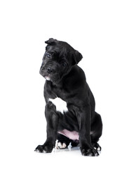 Cane Corso puppy studio
