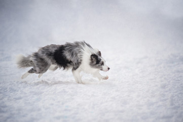 Border collie dog