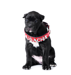 Naklejka premium Cane Corso puppy studio