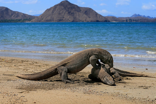 Two komodo dragons on beach, Komodo Island, East Nusa Tenggara, Indonesia