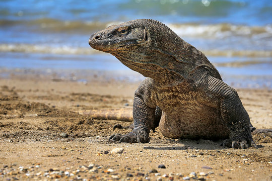 Close-up portrait of a komodo dragon (Varanus komodoensis) on a beach, Komodo Island, East Nusa Tenggara, Indonesia