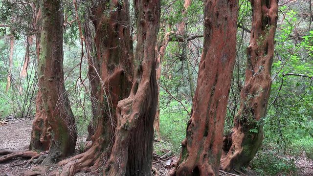 Guy in the Arrayan forest (Luma apiculata, or Chilean myrtle). Llao Llao Municipal park, Bariloche, Patagonia, Rio Negro, Argentina