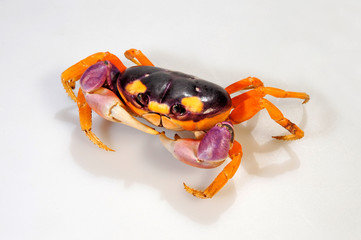 Halloweenkrabbe (Gecarcinus lateralis) - blackback land crab © bennytrapp