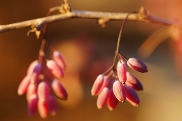 barberry bush on an autumn afternoon at sunset, macro berries.