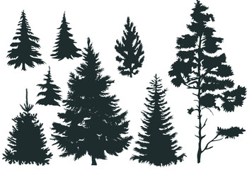 Vector set with pine trees isolated on white background