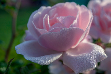 petals of a beautiful rose in drops of morning dew