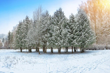 Christmas trees covered with snow in the city park