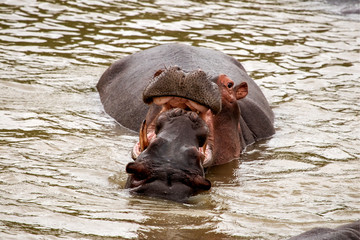 Fototapeta premium Flusspferd spielt mit Jungtier