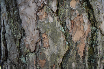 Close-up of a pine tree's surface