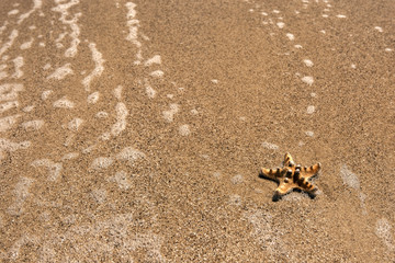 starfish on sea sandy beach. summer background.