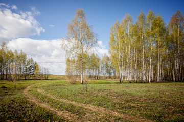 spring landscape in the birch forest