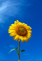 Obraz premium sunflower summer flower close-up, against a background of clouds.