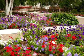 Many petunia flowers in the flowerbed. City flower bed with lots of bright colored flowers. Summer landscape in purple, red white tones. Design of petunia flowers.