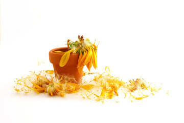 faded and showered yellow flower