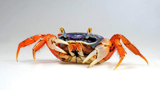 Red Land Crab Photos Royalty Free Images Graphics Vectors Videos Adobe Stock Red Land Crab Photos Royalty Free Images Graphics Vectors Videos Adobe Stock