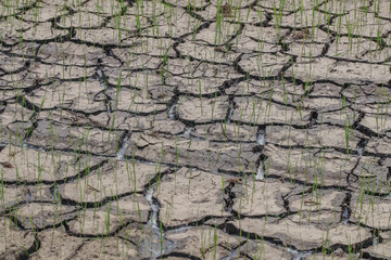 rice plant on the cracked earth.Cracked soil texture background.