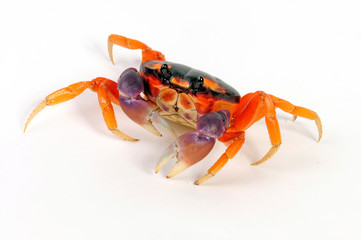 Halloweenkrabbe (Gecarcinus lateralis) - blackback land crab