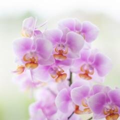 Close up of pink orchids.