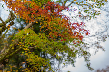 紅葉
