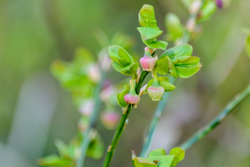 The awakening of nature in spring