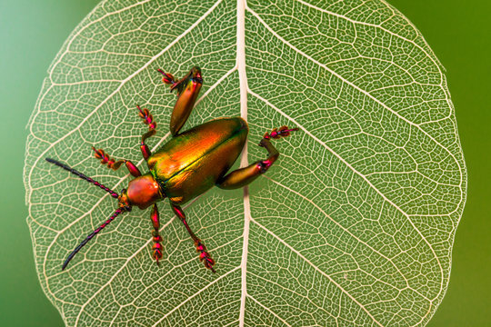 Close up of metallic shield bug on leaf
