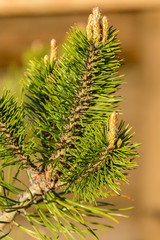 The awakening of nature in spring