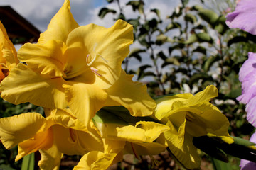 bright yellow gladioli in the garden decorate the flower bed