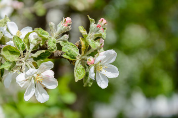 The awakening of nature in spring