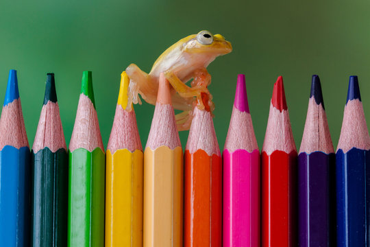 Miniature glass frog on a row of multi-colored pencils