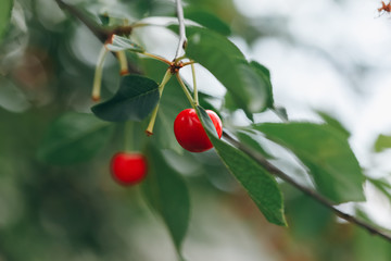 Cherries on a tree