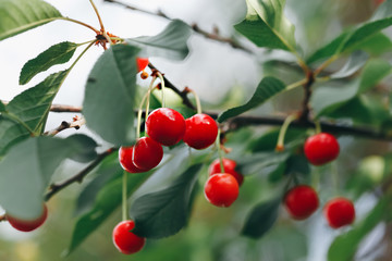 Cherries on a tree