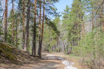 The awakening of nature in spring