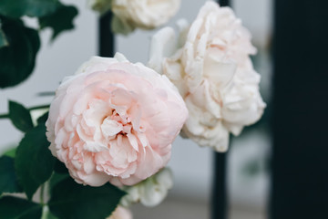 Beautiful white roses in a garden