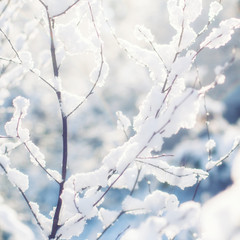 Close up of tree branches covered in fresh fallen snow on a clear day in afternoon sunlight. 