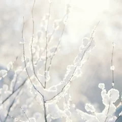 Foto auf Leinwand Close up of tree branches covered in fresh fallen snow on a clear day in afternoon sunlight.  © Studio F.