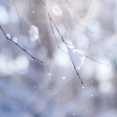 Close up of tree branches covered in fresh fallen snow on a clear day in afternoon sunlight. 