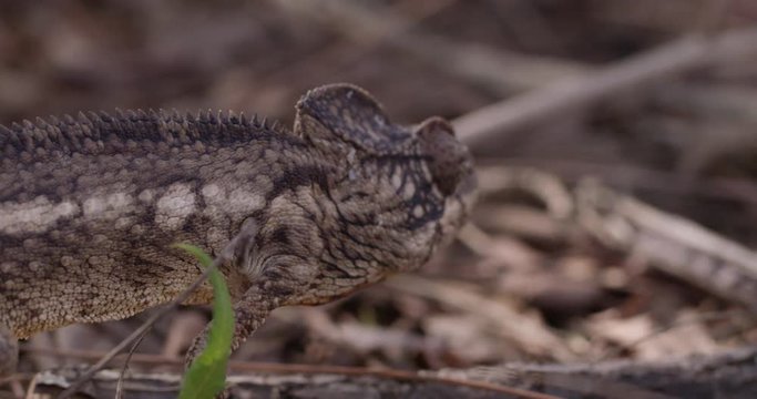 Close up, chameleon in Madagascar
