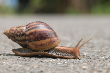 The journey of snail in the nature background.